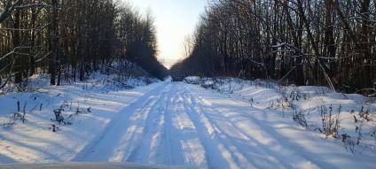 Лесная дорога в Кадошкинском районе