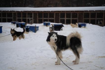 Деревня ездовых собак `Серебро Севера` в Самарской области