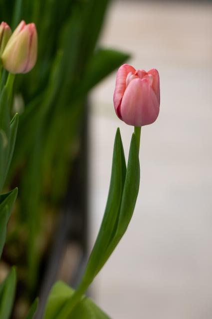 Восьмиклассник из Ленобласти вырастил в гараже 35 тысяч тюльпанов