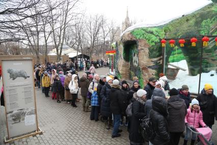 8 марта Московский зоопарк впервые показал панду Катюшу посетителям