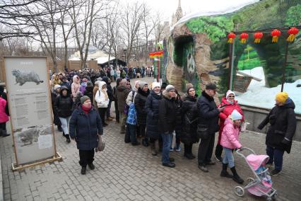 8 марта Московский зоопарк впервые показал панду Катюшу посетителям