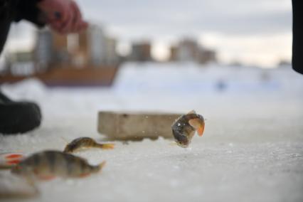 Соревнования по зимней рыбалке  в Академическом районе Екатеринбурга