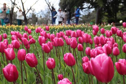 Открытие парада тюльпанов в Никитском ботаническом саду