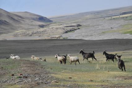 Национальный `Сайлюгемский парк `Алтая