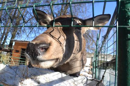 Гжельский завод художественной росписи