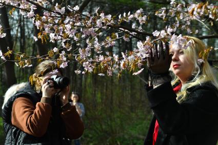 Цветение сакуры в Бирюлевском дендропарке