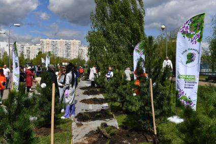 Кедровую аллею в память о погибших военных корреспондентах высадили в Москве