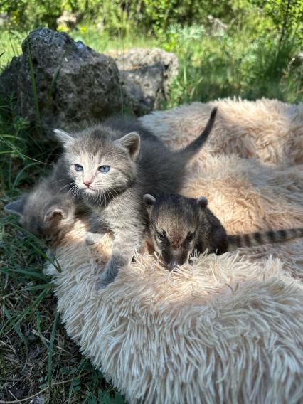 Кошка приютила детенышей носухи в Крыму