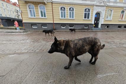 Отдых в Калининградской области