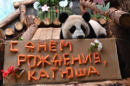 Празднование дня рождения панды Катюши в Московском зоопарке