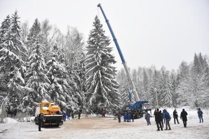 Церемония спила главной новогодней ели в Подмосковье