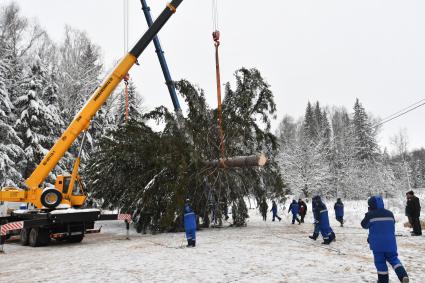 Церемония спила главной новогодней ели в Подмосковье