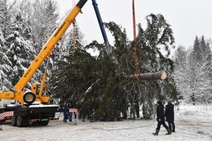 Церемония спила главной новогодней ели в Подмосковье