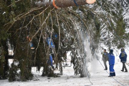 Церемония спила главной новогодней ели в Подмосковье