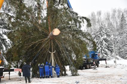 Церемония спила главной новогодней ели в Подмосковье