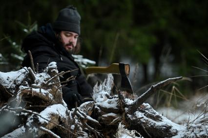 Заготовка новогодней ели