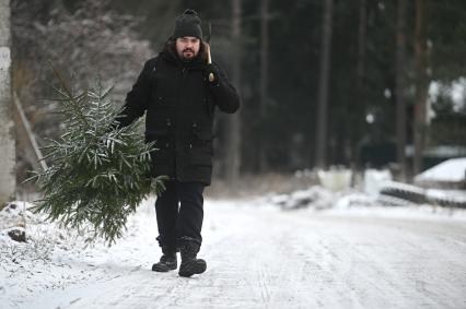 Заготовка новогодней ели