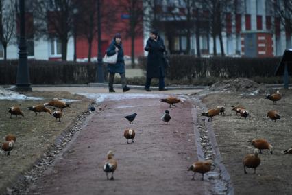 Огари в Москве