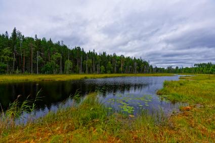 Как я зарабатывал миллион на сборе морошки и черники: репортаж спецкора \"Комсомолки\"