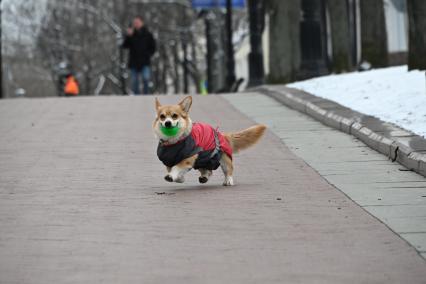 В Москве выпал снег