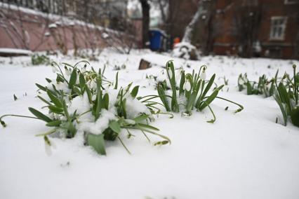 Первоцветы в снегу