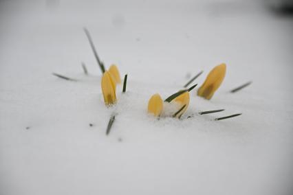 Первоцветы в снегу