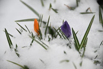 Первоцветы в снегу