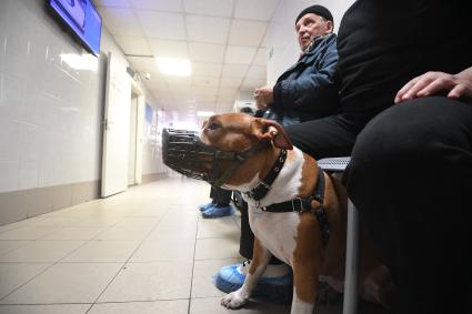 Работа городской ветеринарной станции в Петербурге