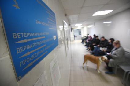 Работа городской ветеринарной станции в Петербурге