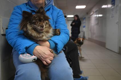 Работа городской ветеринарной станции в Петербурге