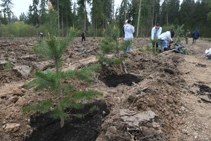 В Новой Москве высадили 5000 саженцев сосны и дуба