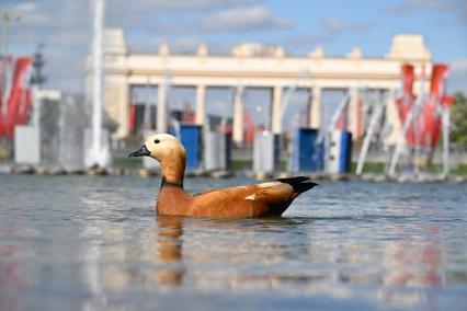 В Москве заработали фонтаны