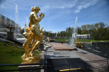 Весенний праздник фонтанов в Петергофе