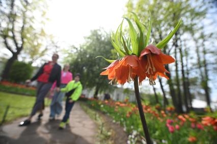 Фестиваль тюльпанов в Санкт-Петербурге