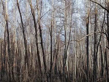 Лесные пожары в Забайкалье