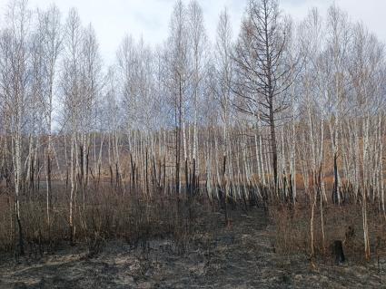 Лесные пожары в Забайкалье