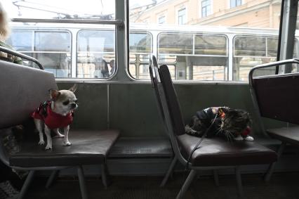 Выставка автомобильной ретротехники во время транспортного фестиваля ТранспортФест в Петербурге