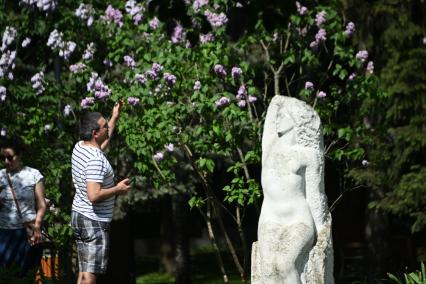Сирень в парке Сокольники\"