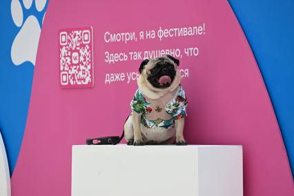 Фестиваль Лапки\" в парке \"Ходынское поле\"