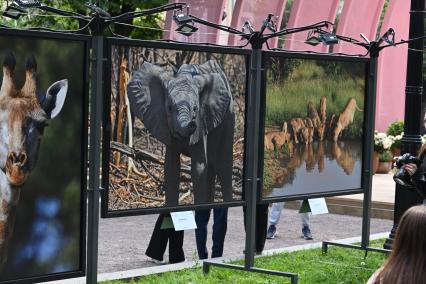 Фотовыставка Золото Африки\" на Тверском бульваре