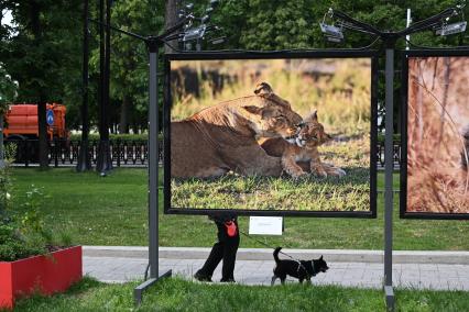 Фотовыставка Золото Африки\" на Тверском бульваре