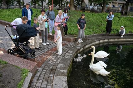 У пары лебедей на Патриарших прудах появились птенцы