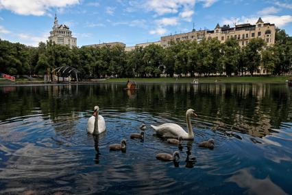 У пары лебедей на Патриарших прудах появились птенцы