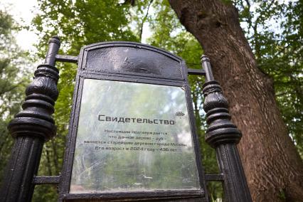 Старейший дуб Москвы в Грачевском парке