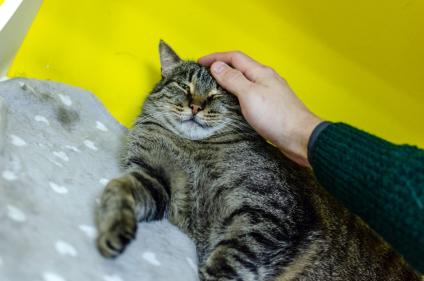 Домашние питомцы