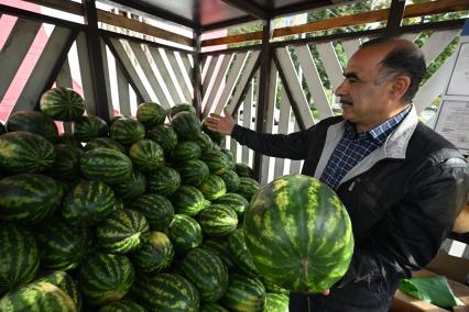 Продажа дынь и арбузов