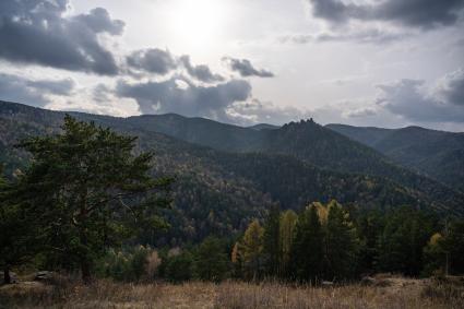 Лес в национальном парке «Красноярские Столбы»
