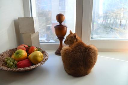 Кошка