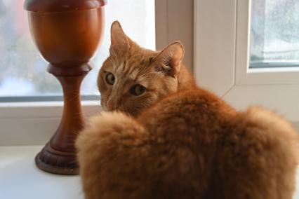 Кошка