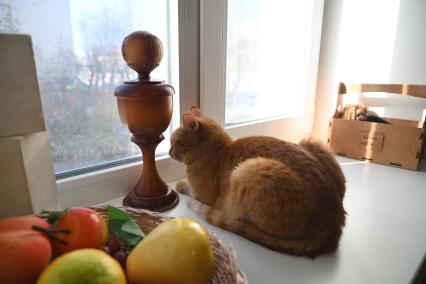 Кошка